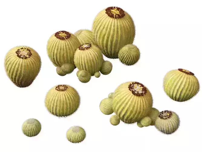 HighpolyLow Poly - Echinocactus grusonii - Golden Barrell Cactus