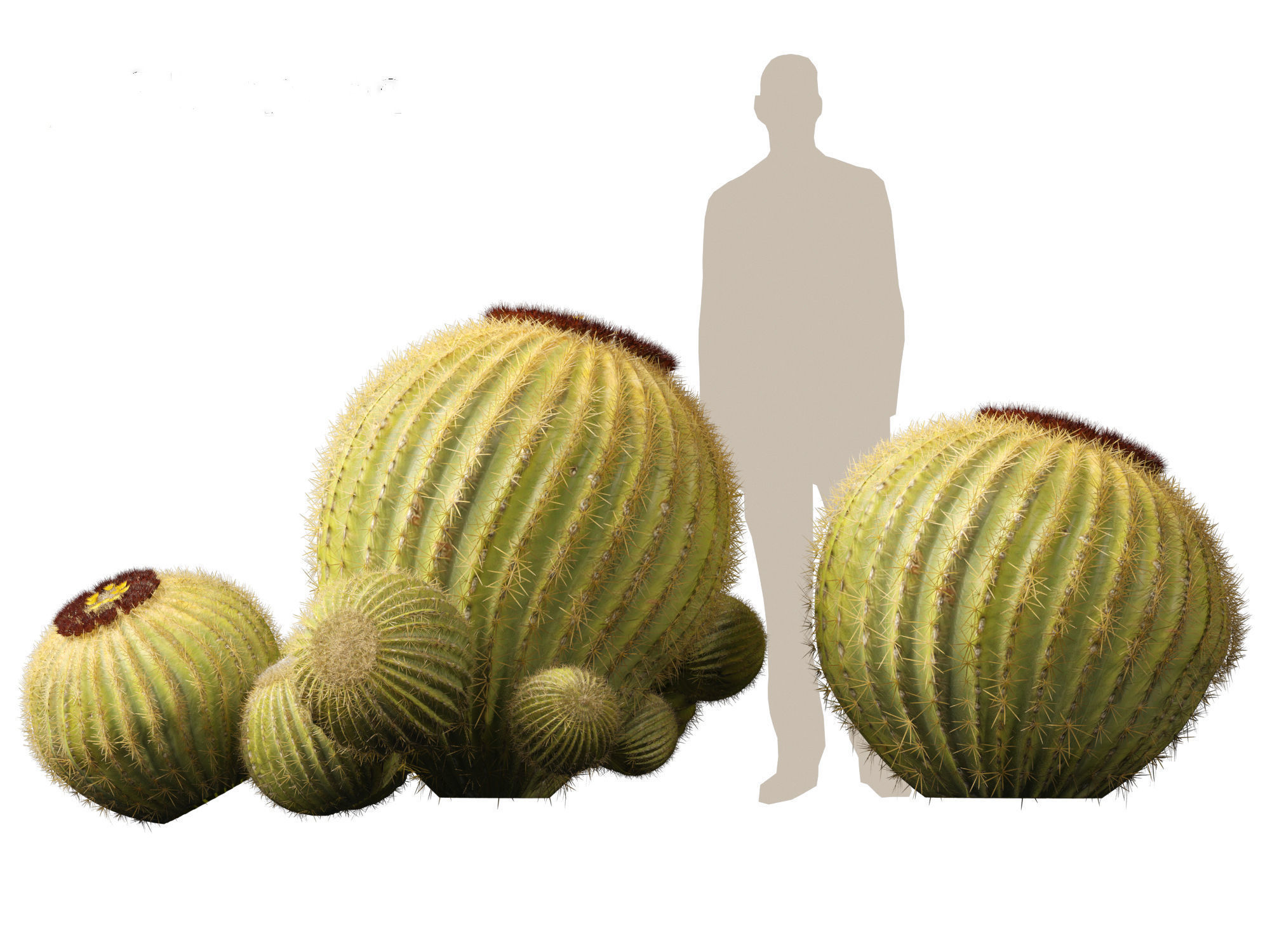 HighpolyLow Poly - Echinocactus grusonii - Golden Barrell Cactus Low-poly 3D model_12