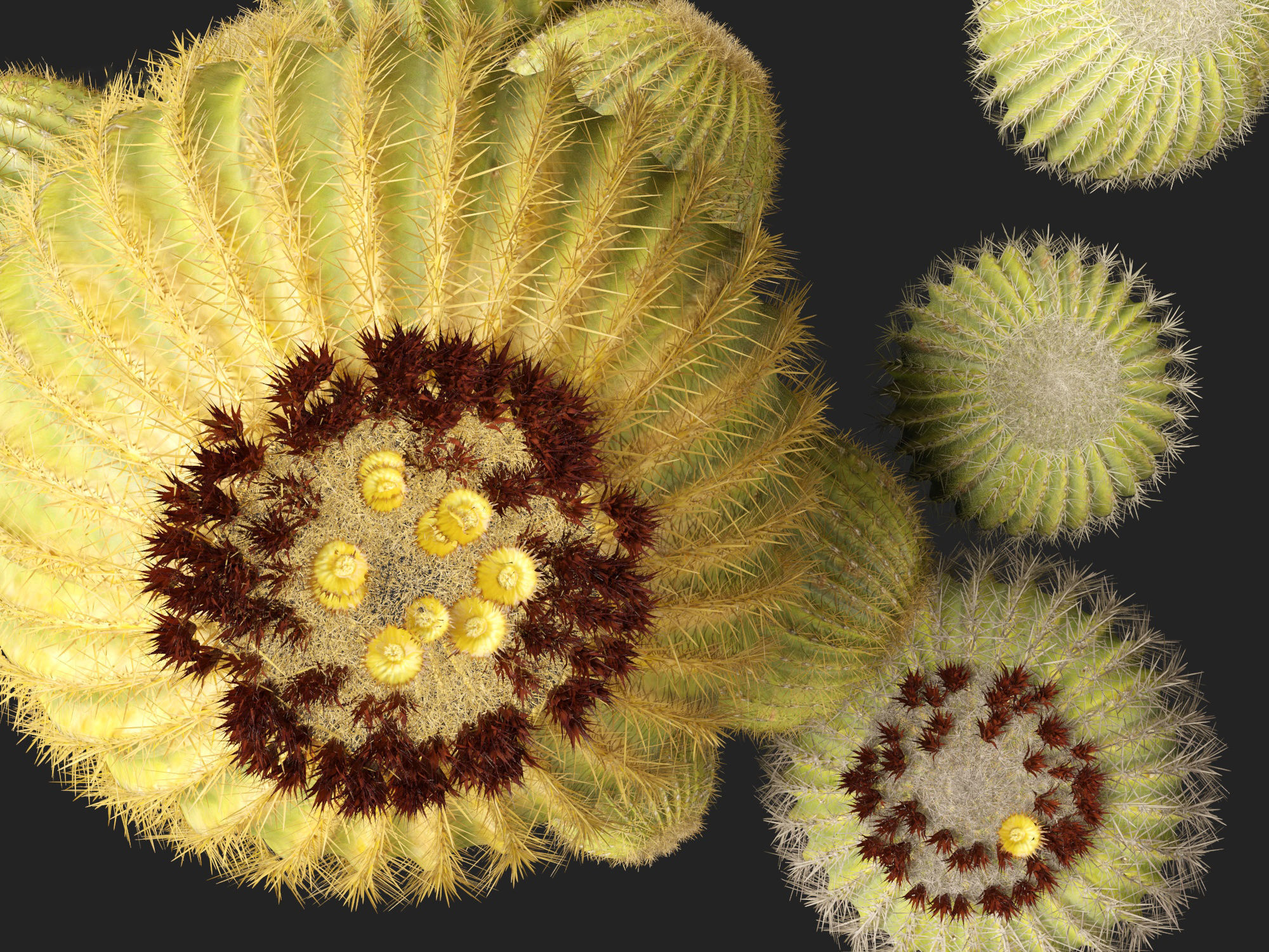 HighpolyLow Poly - Echinocactus grusonii - Golden Barrell Cactus Low-poly 3D model_6