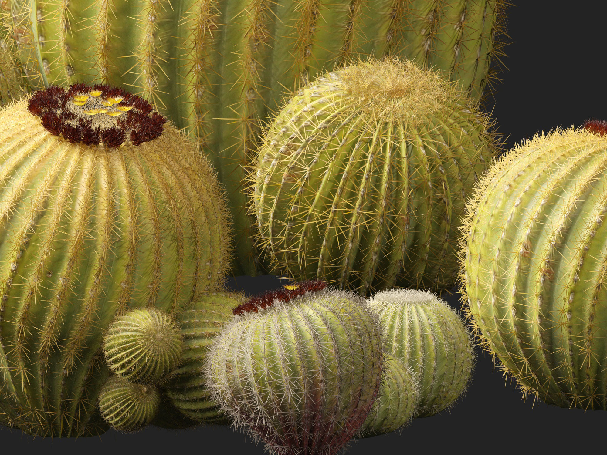 HighpolyLow Poly - Echinocactus grusonii - Golden Barrell Cactus Low-poly 3D model_8