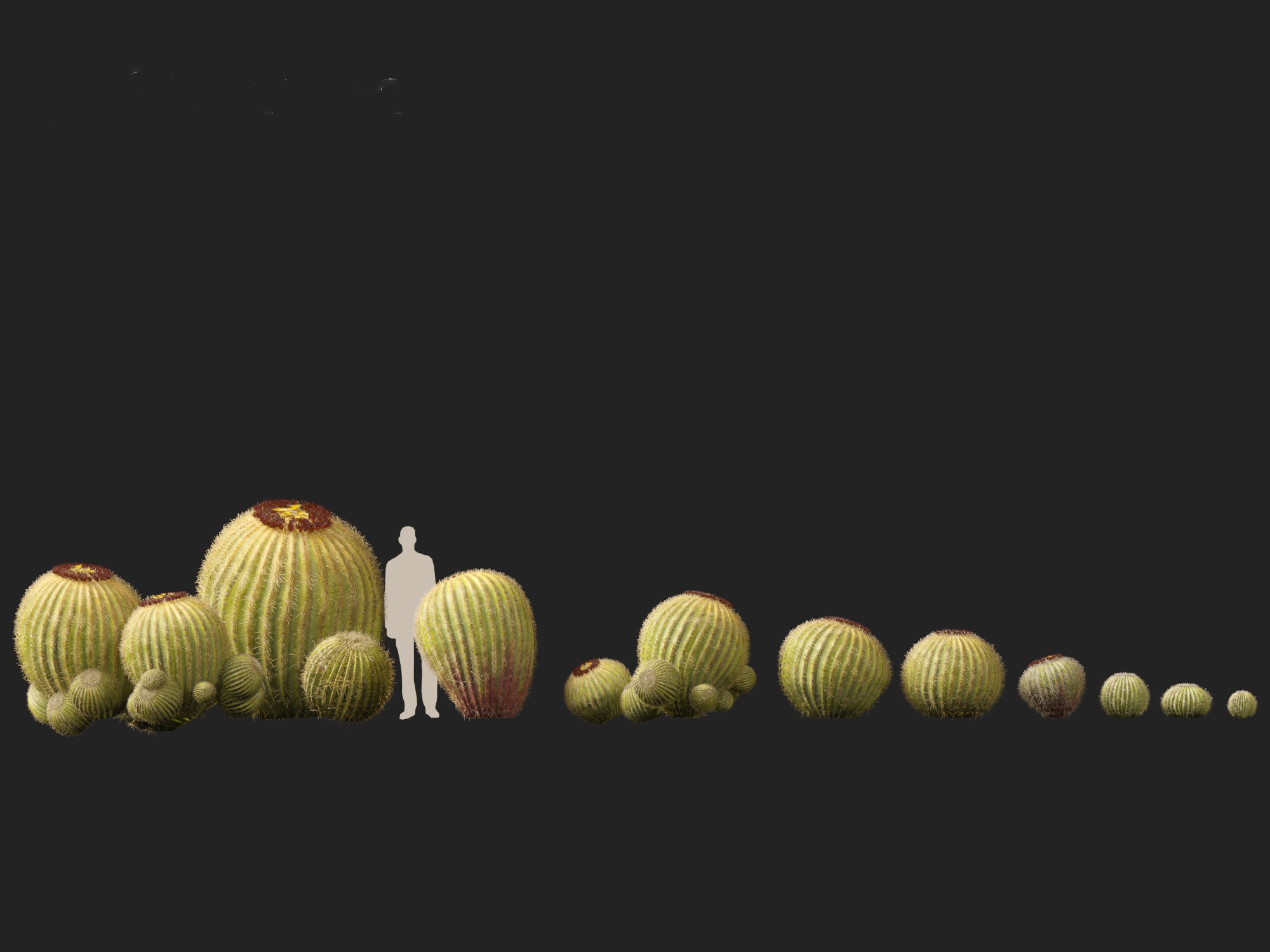 HighpolyLow Poly - Echinocactus grusonii - Golden Barrell Cactus Low-poly 3D model_9