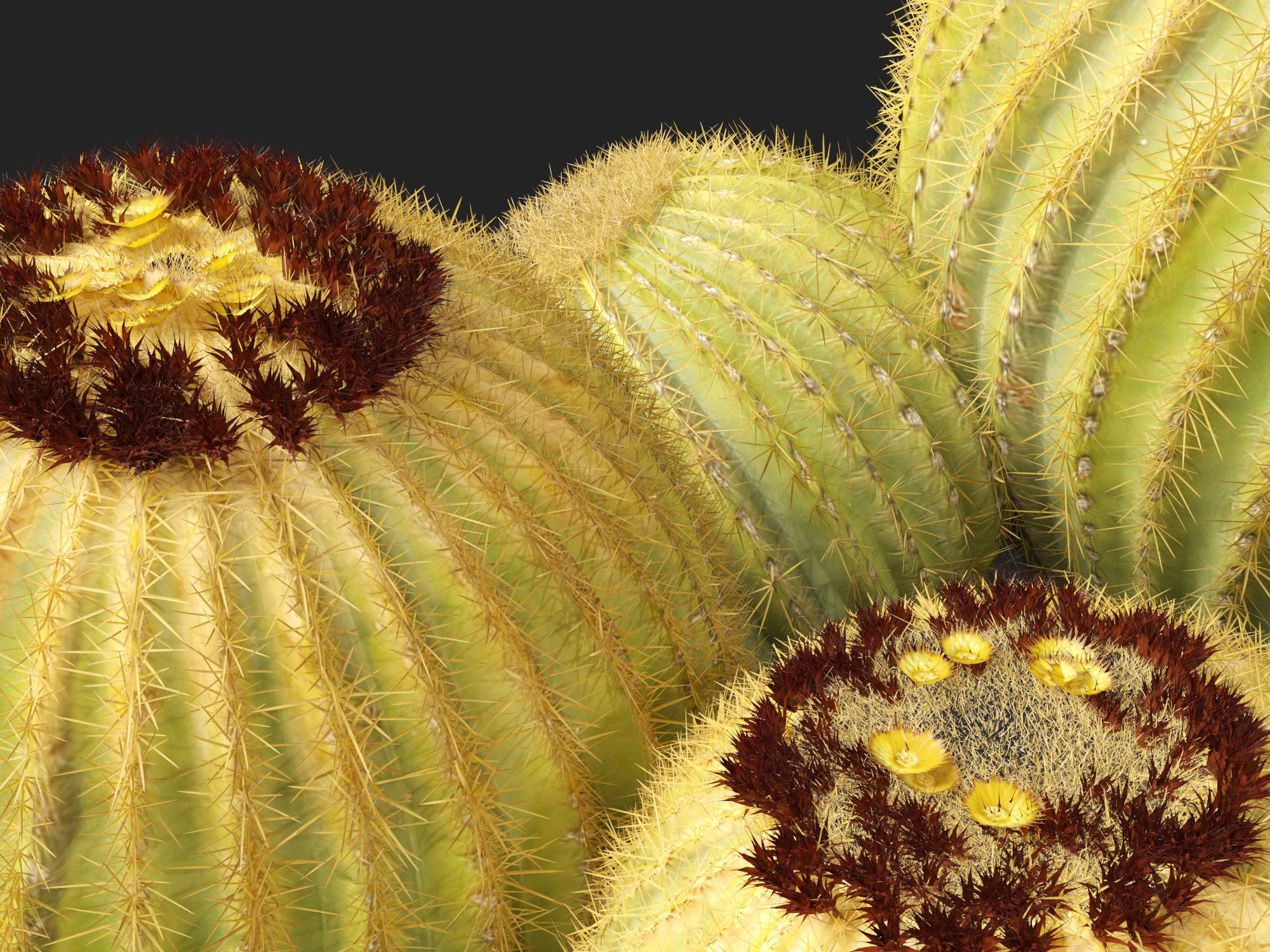 HighpolyLow Poly - Echinocactus grusonii - Golden Barrell Cactus Low-poly 3D model_4