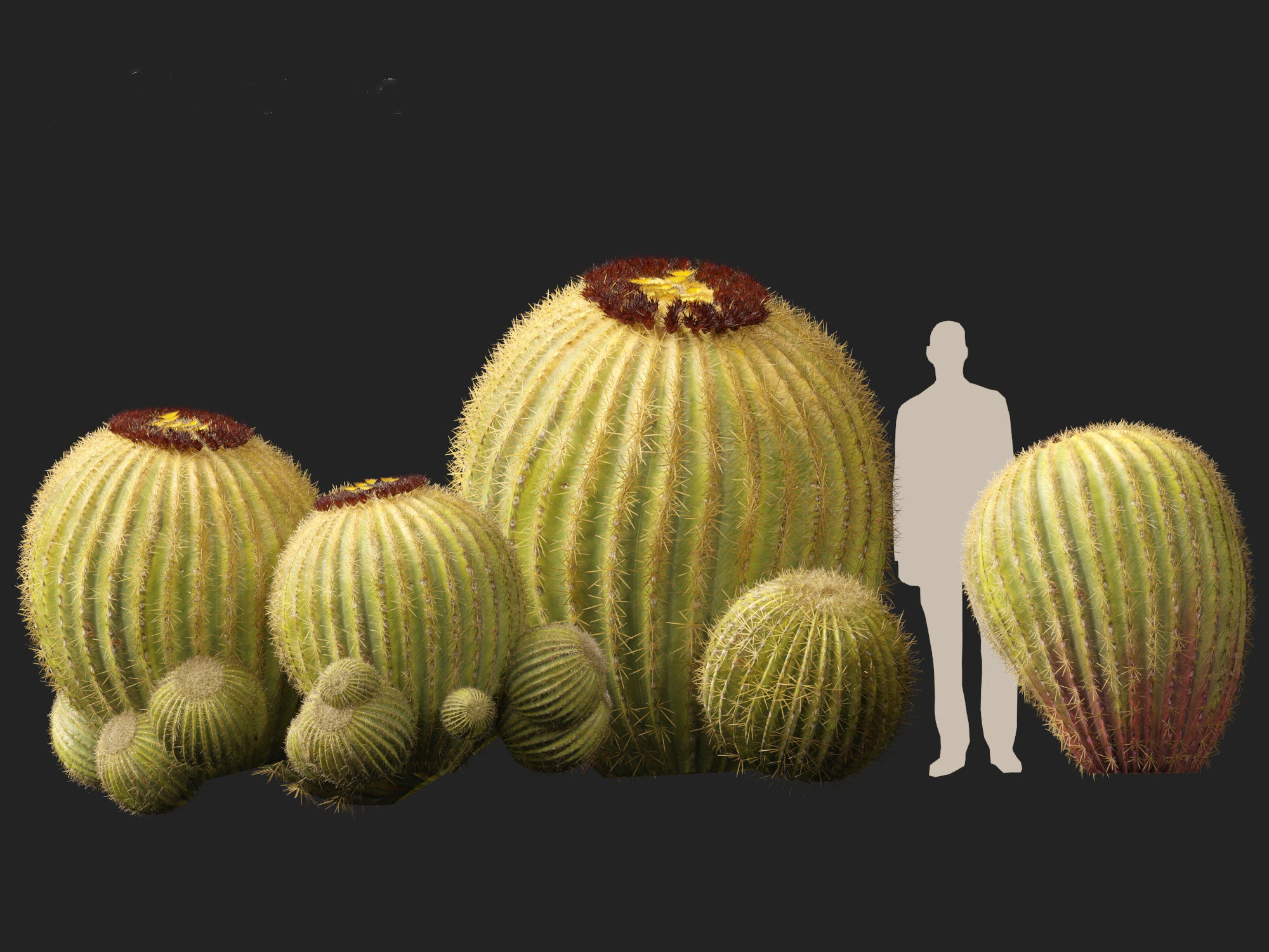 HighpolyLow Poly - Echinocactus grusonii - Golden Barrell Cactus Low-poly 3D model_11
