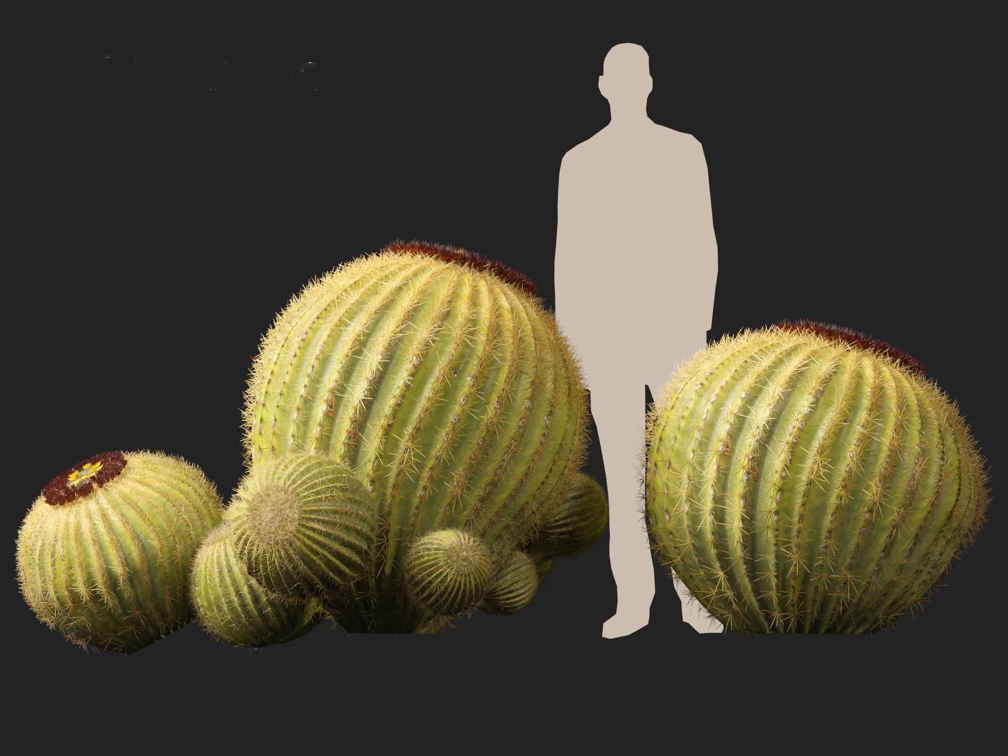 HighpolyLow Poly - Echinocactus grusonii - Golden Barrell Cactus Low-poly 3D model_13