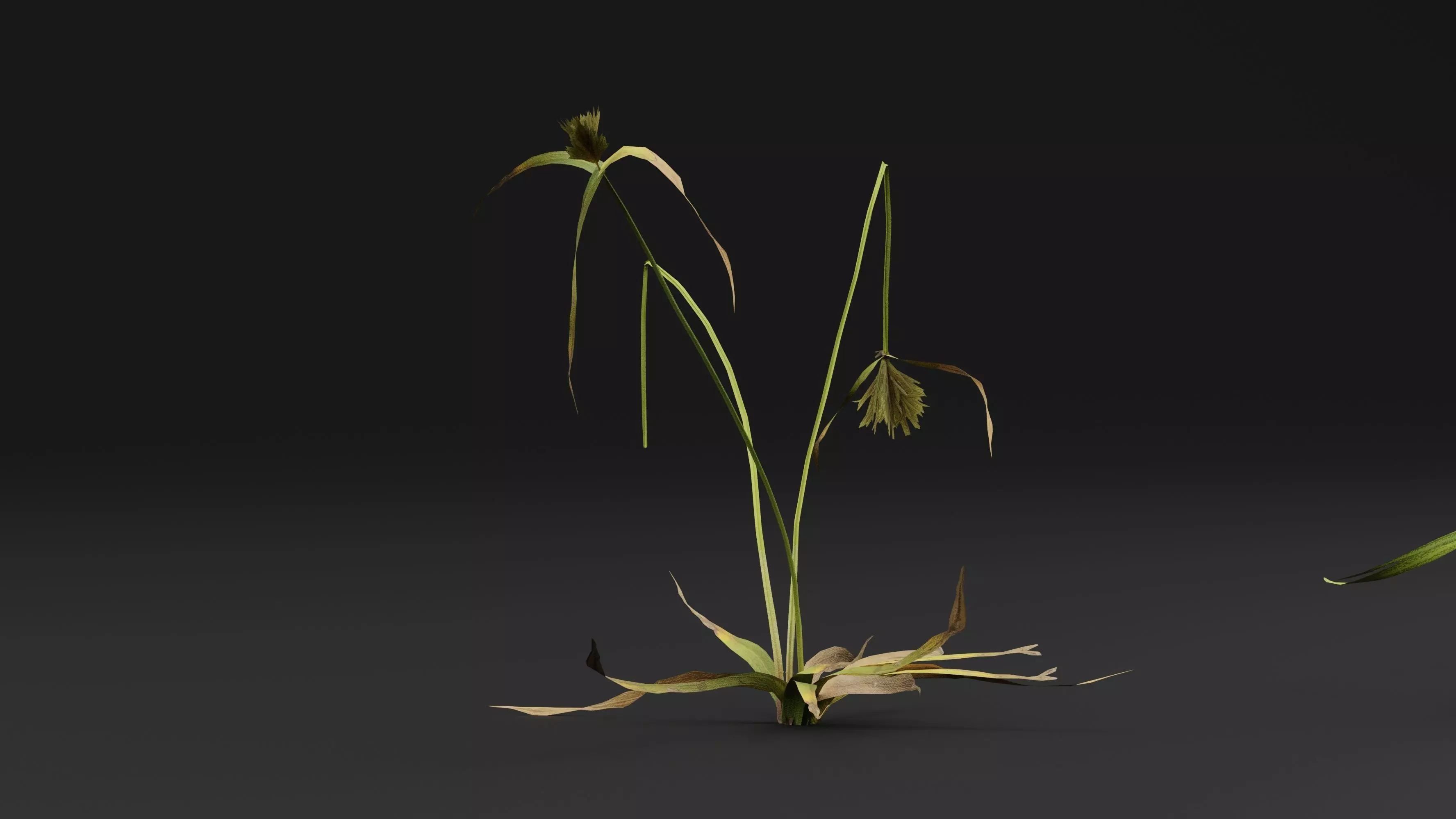 Cyperus congestus 3D model_0