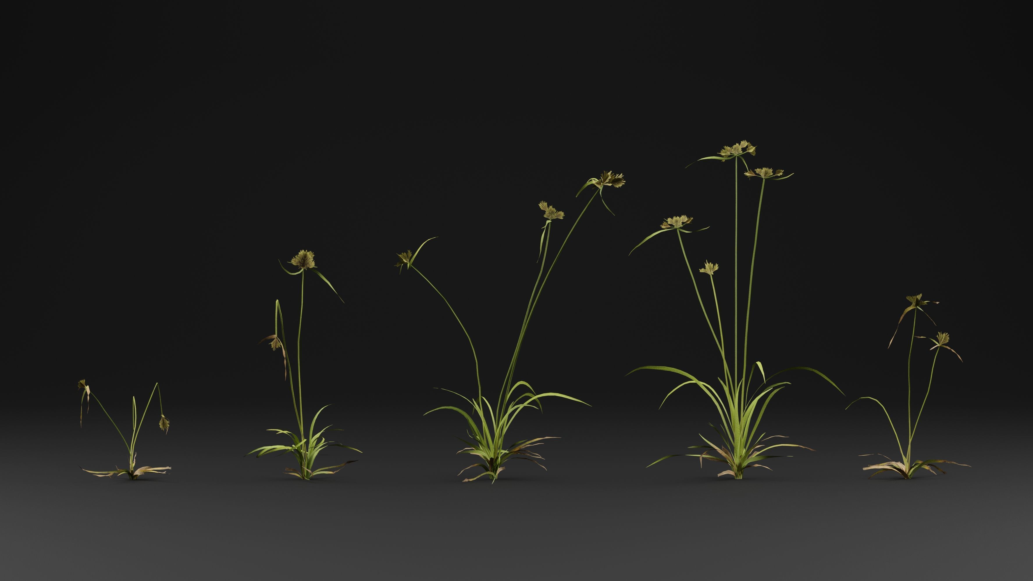 Cyperus congestus 3D model_1