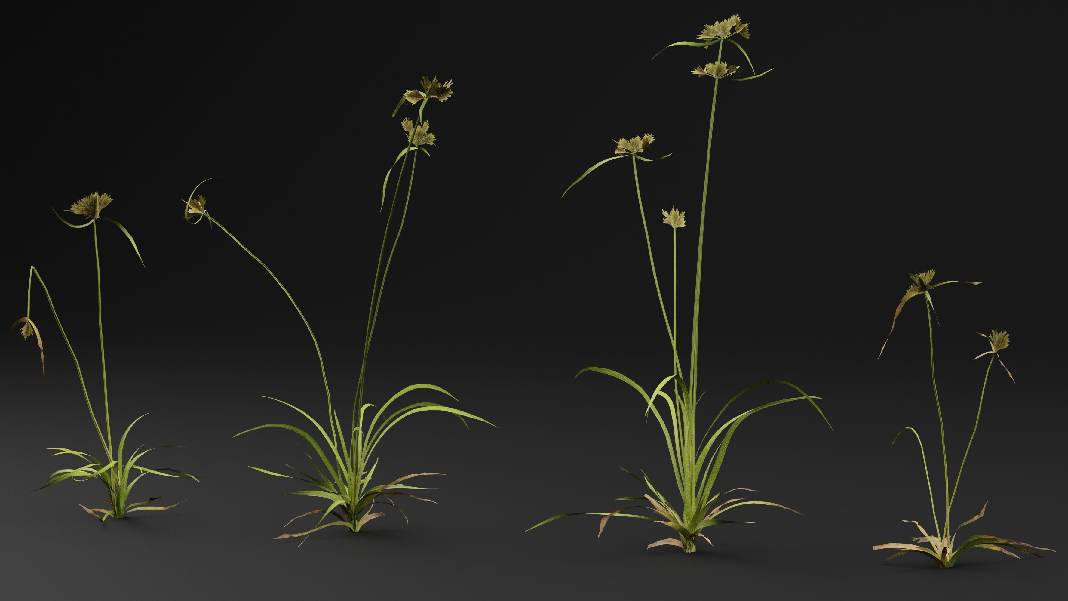 Cyperus congestus 3D model_2