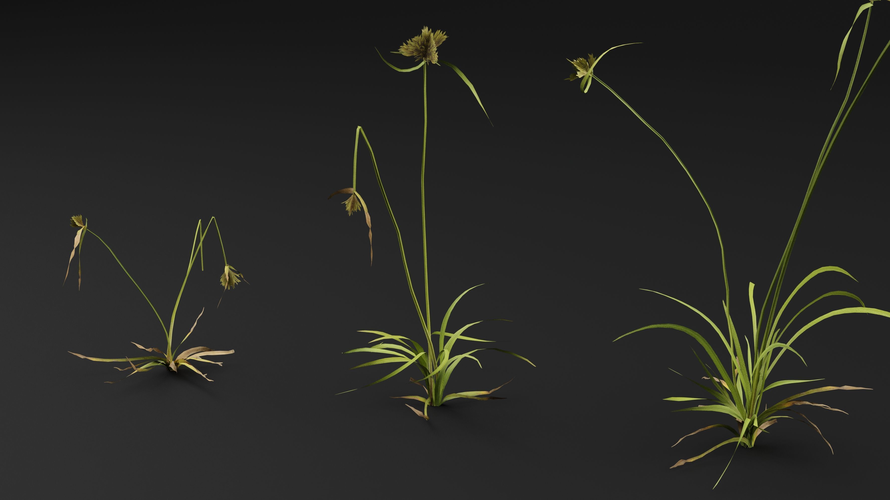 Cyperus congestus 3D model_4