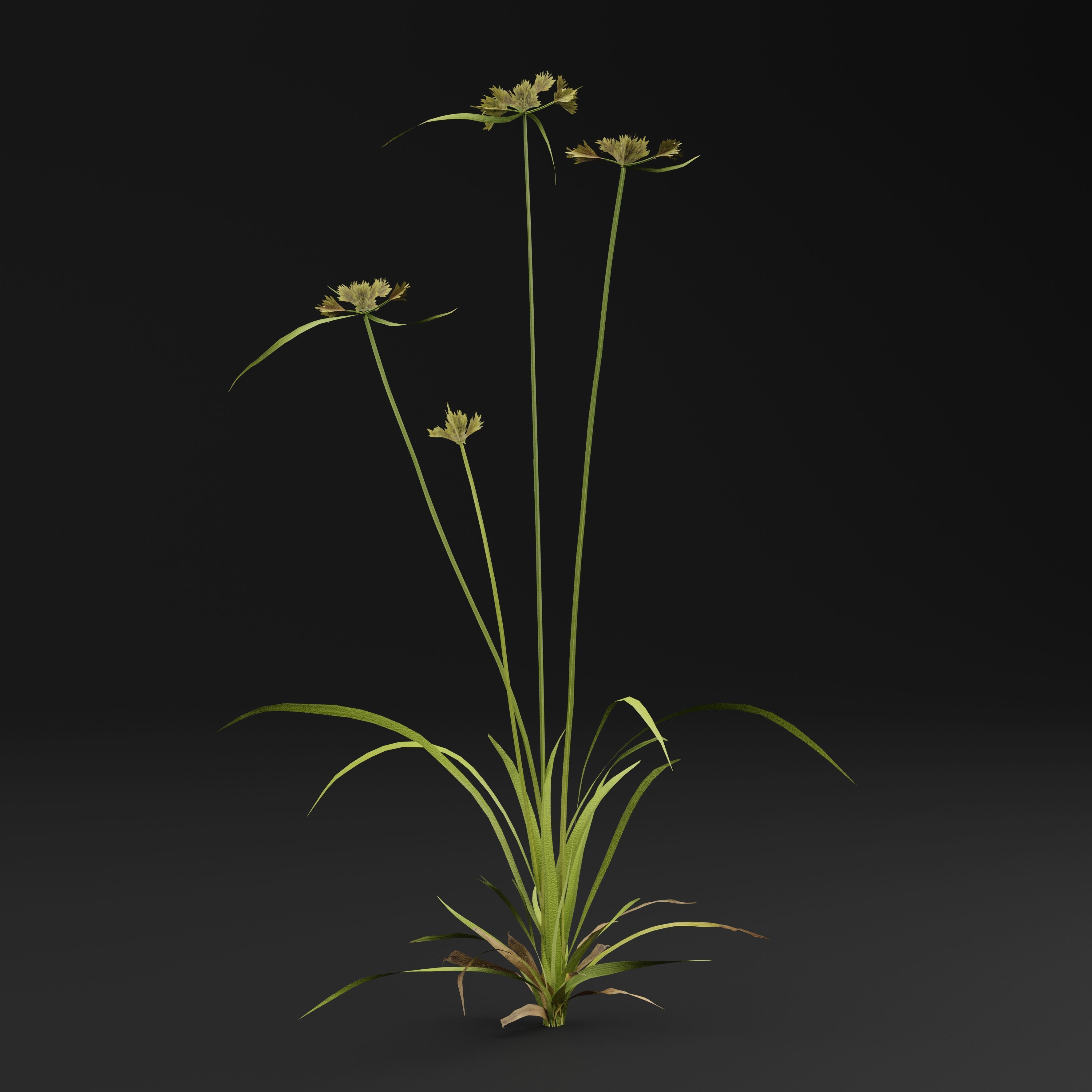 Cyperus congestus 3D model_5