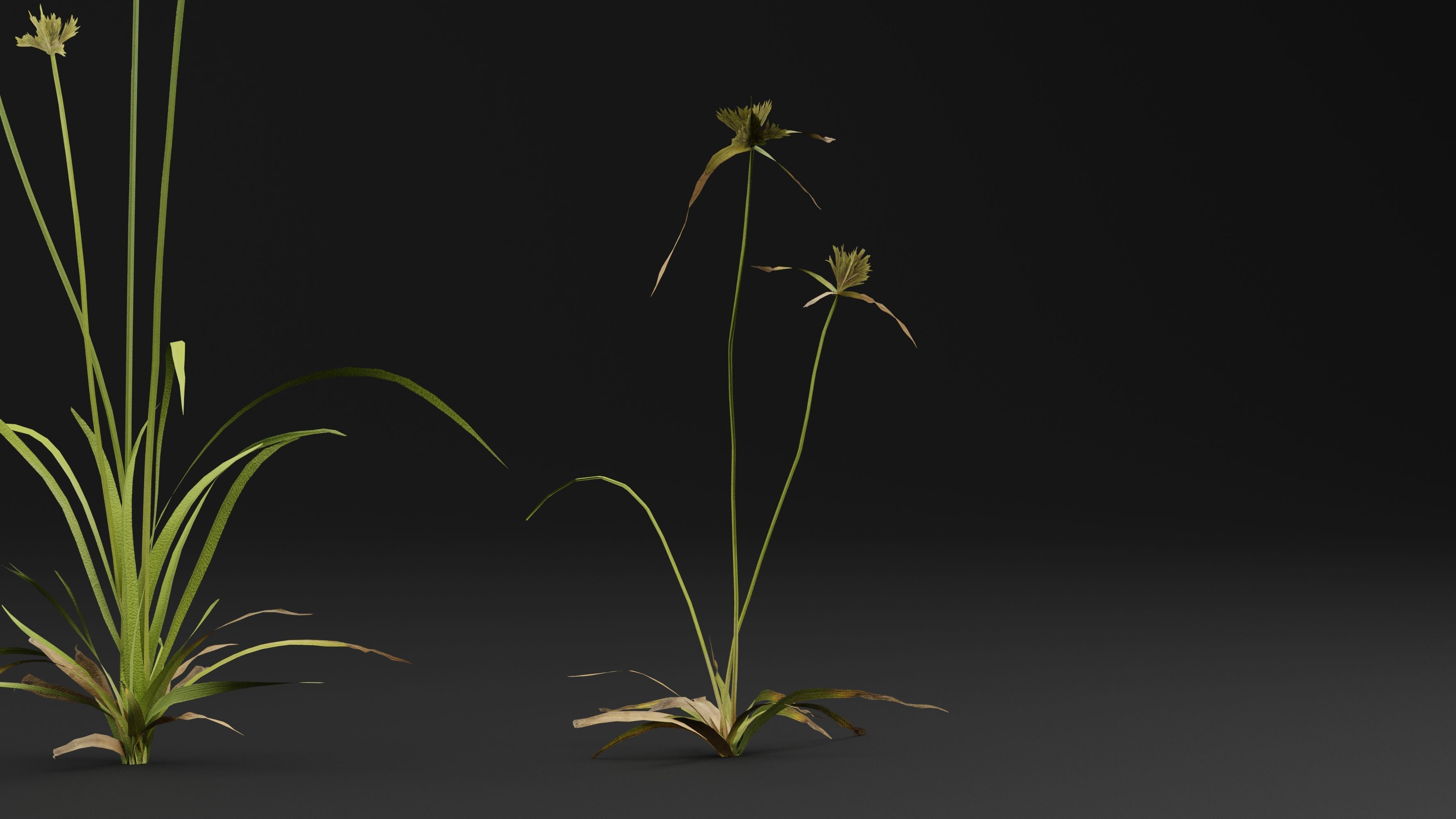 Cyperus congestus 3D model_3