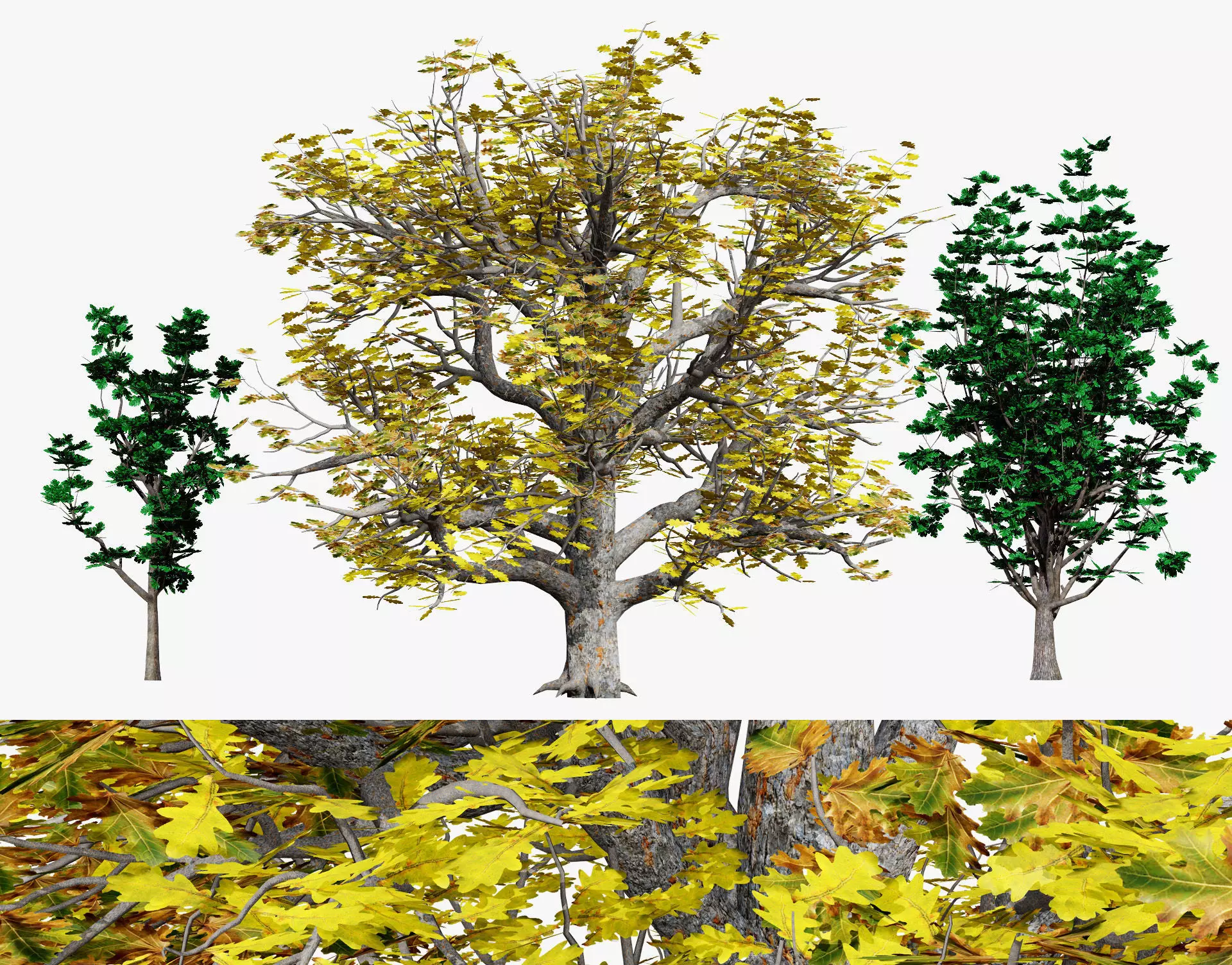 Autumn Oak Trees Low-poly 3D model_0