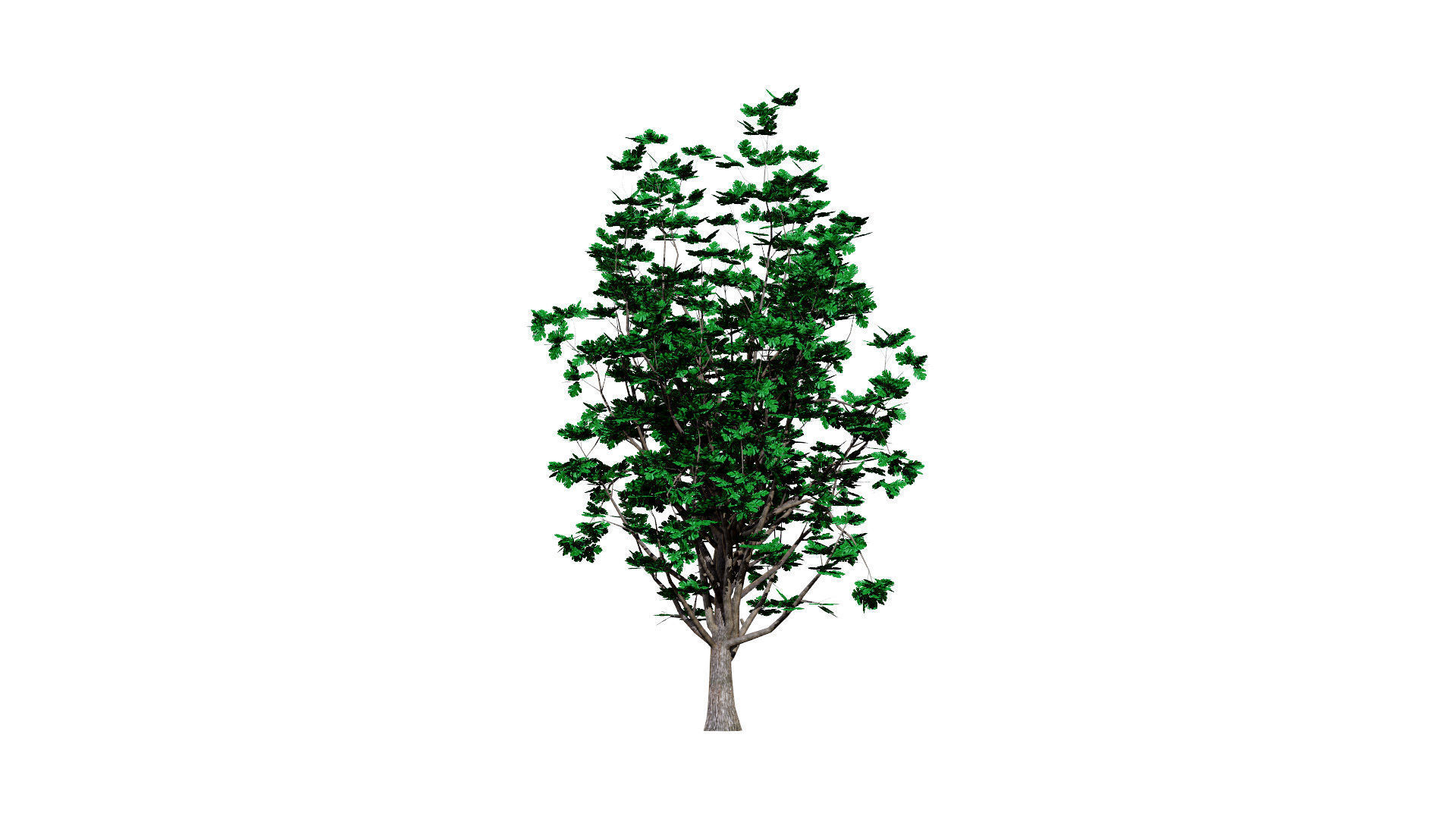 Autumn Oak Trees Low-poly 3D model_5