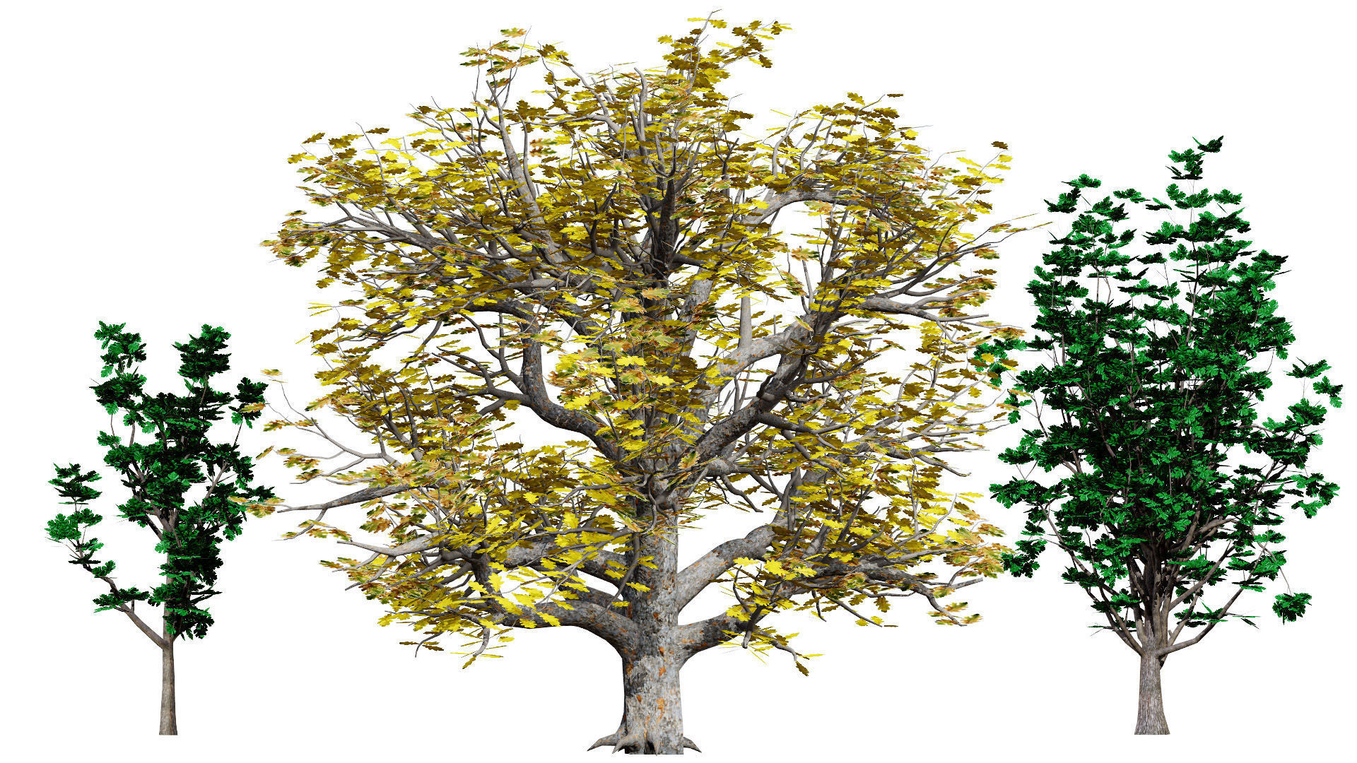 Autumn Oak Trees Low-poly 3D model_8