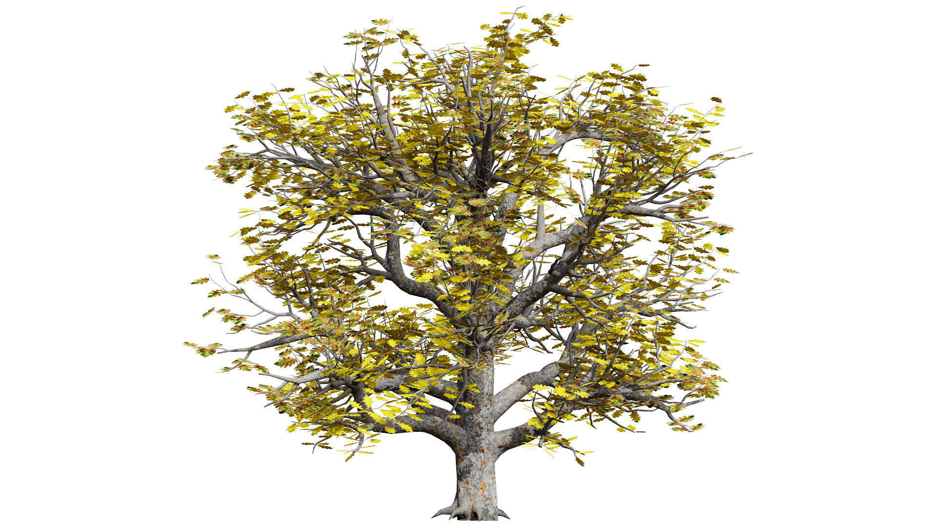 Autumn Oak Trees Low-poly 3D model_4