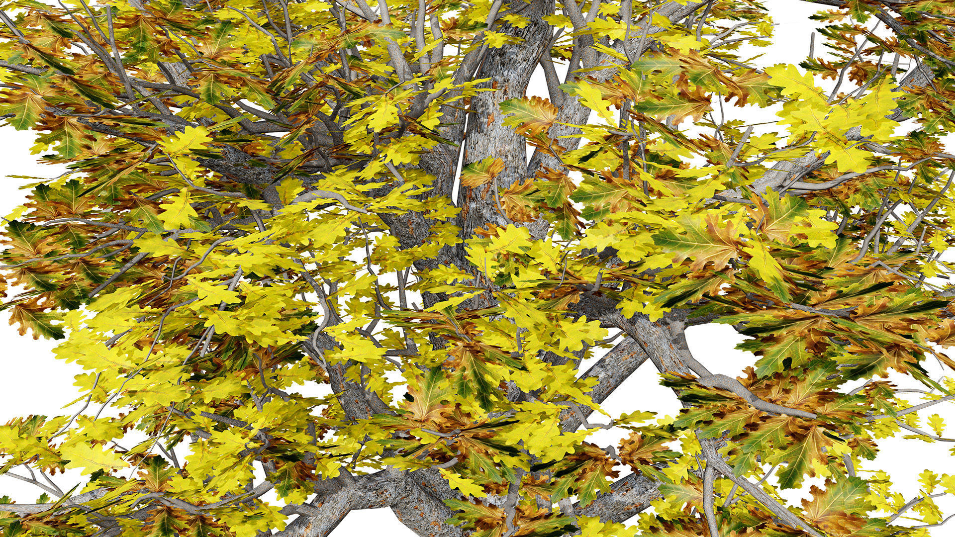 Autumn Oak Trees Low-poly 3D model_2