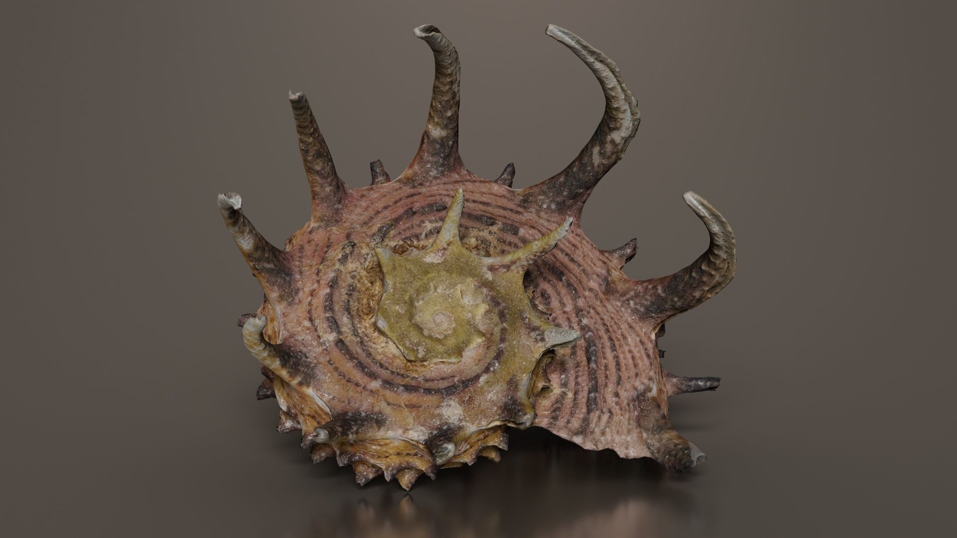 Angaria Delphinus Melanacantha Low-poly 3D model_7