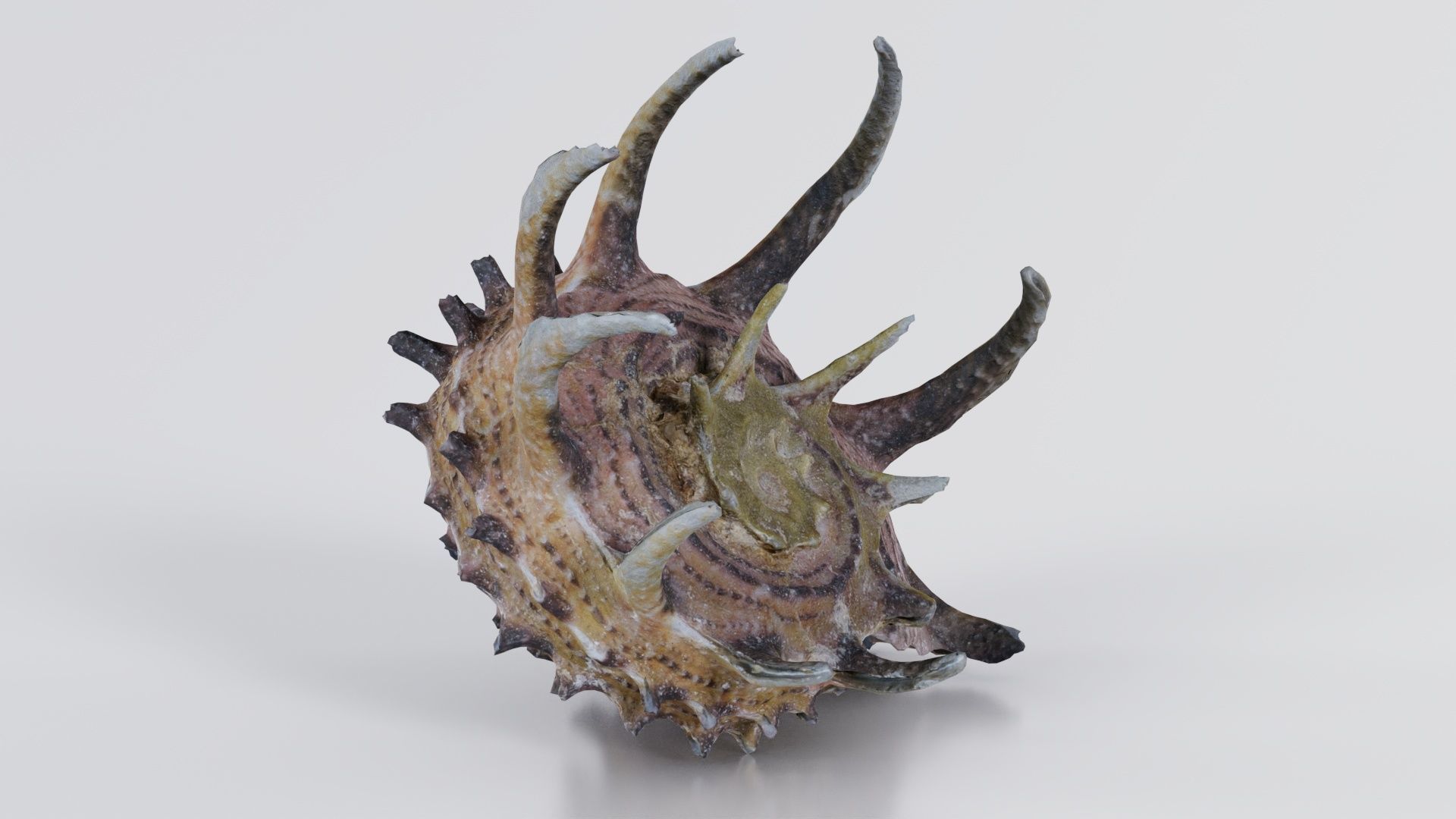 Angaria Delphinus Melanacantha Low-poly 3D model_2