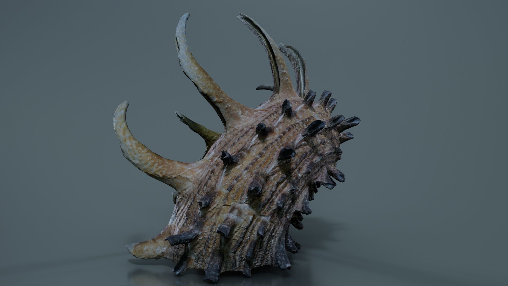 Angaria Delphinus Melanacantha Low-poly 3D model_4
