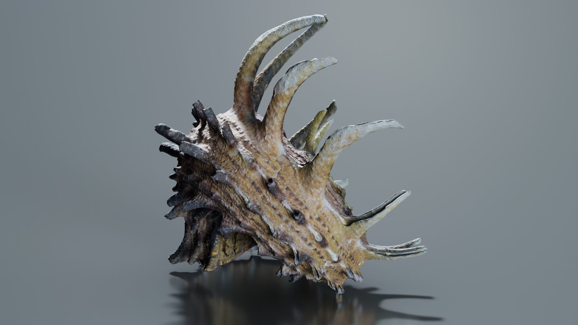 Angaria Delphinus Melanacantha Low-poly 3D model_3