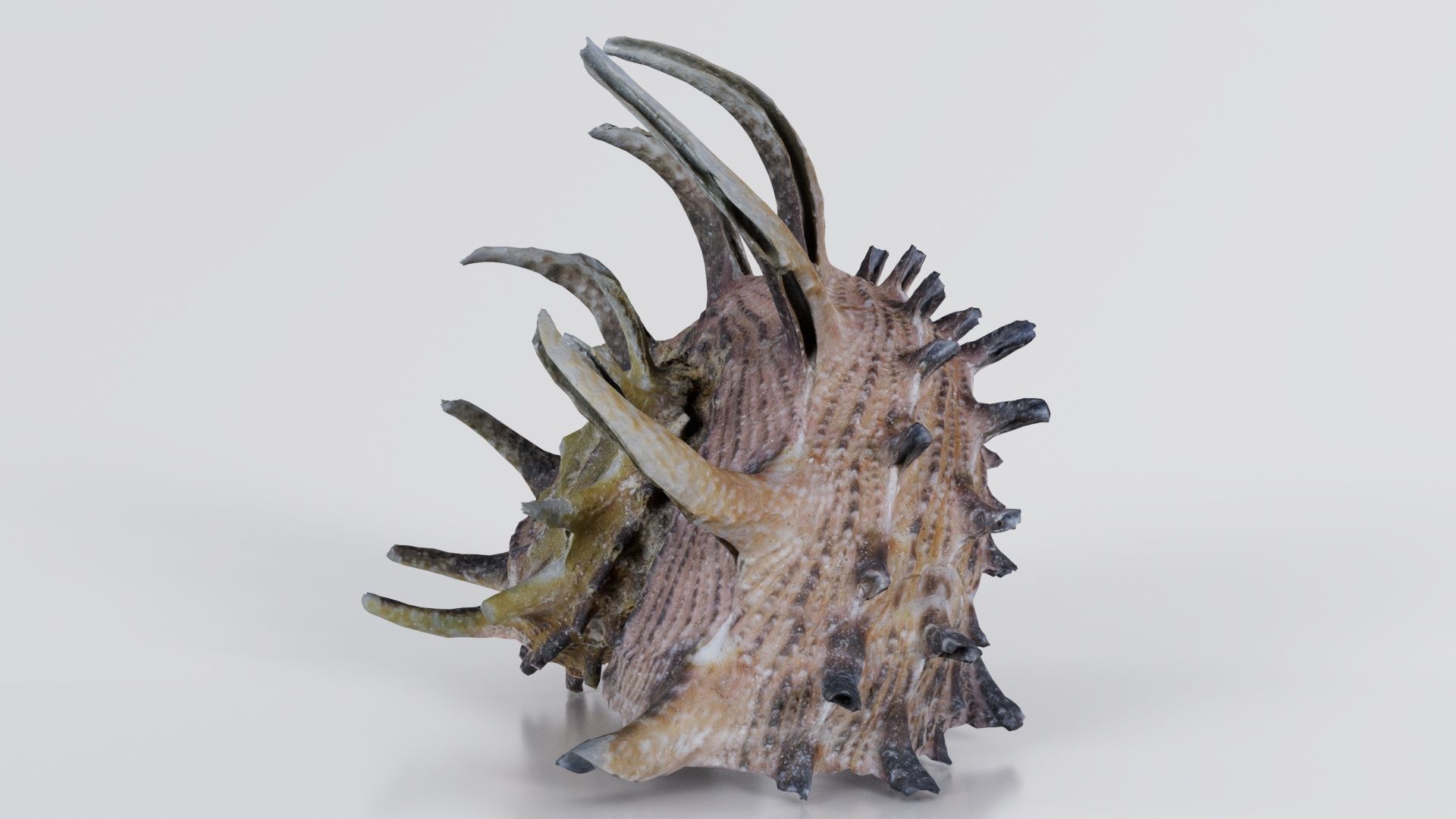 Angaria Delphinus Melanacantha Low-poly 3D model_8