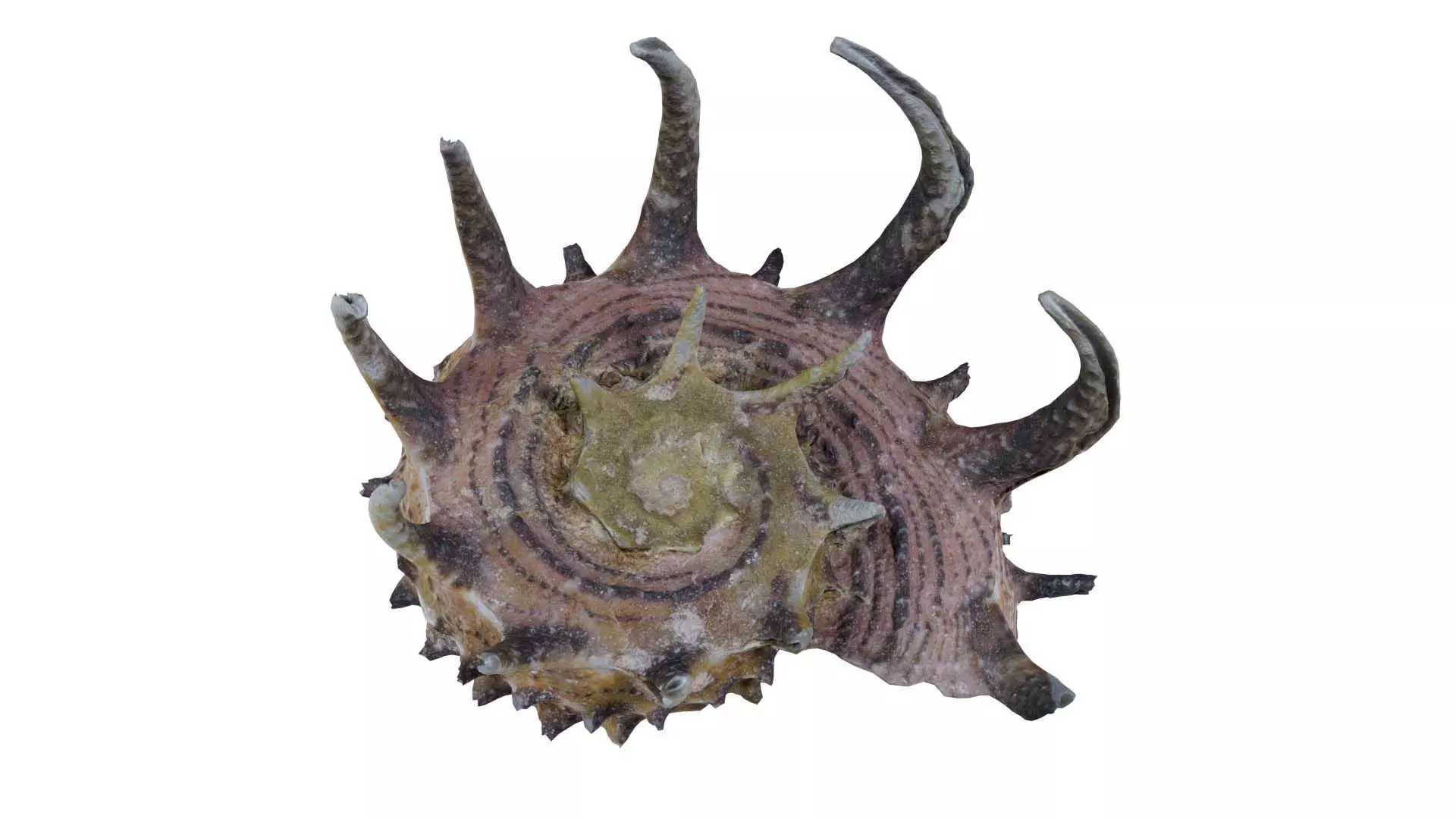 Angaria Delphinus Melanacantha Low-poly 3D model_0