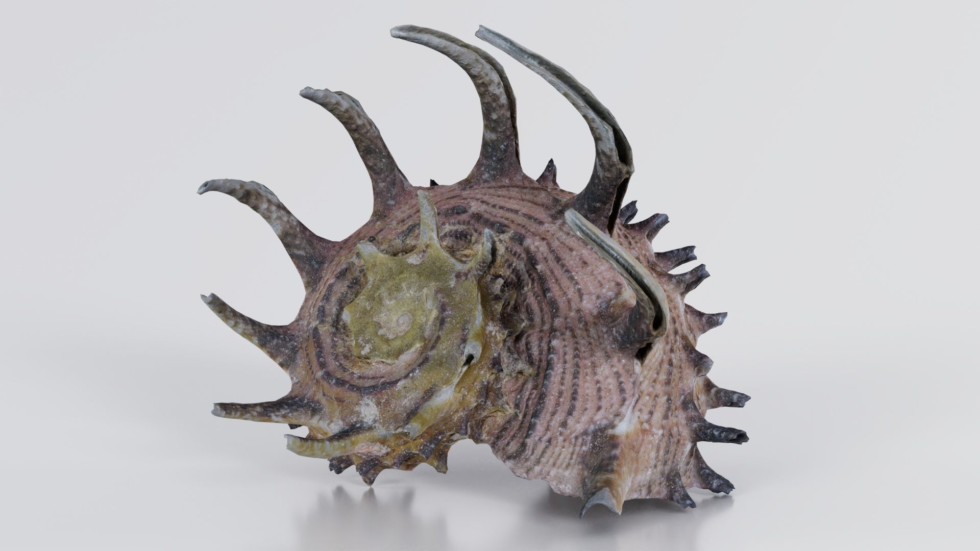 Angaria Delphinus Melanacantha Low-poly 3D model_5