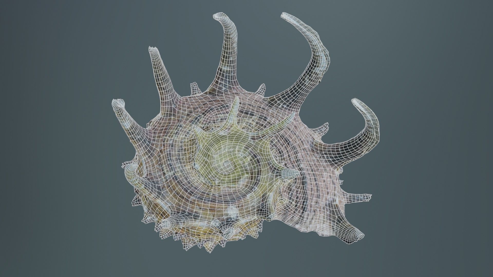 Angaria Delphinus Melanacantha Low-poly 3D model_9