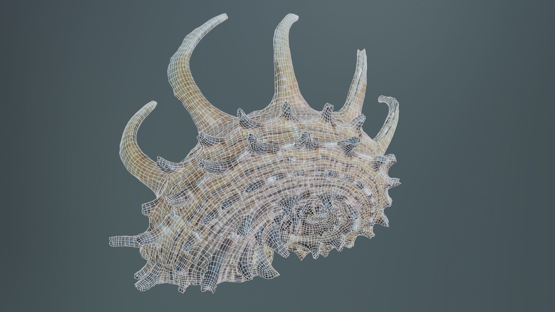 Angaria Delphinus Melanacantha Low-poly 3D model_10