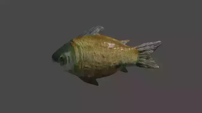 Realistic fish 3d model