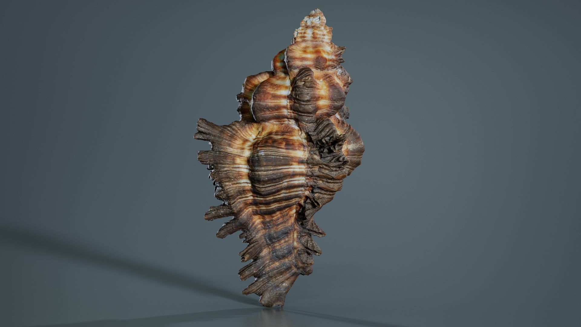 Chicoreus Banksii Brown Mollusk Sea Shell Low-poly 3D model_5