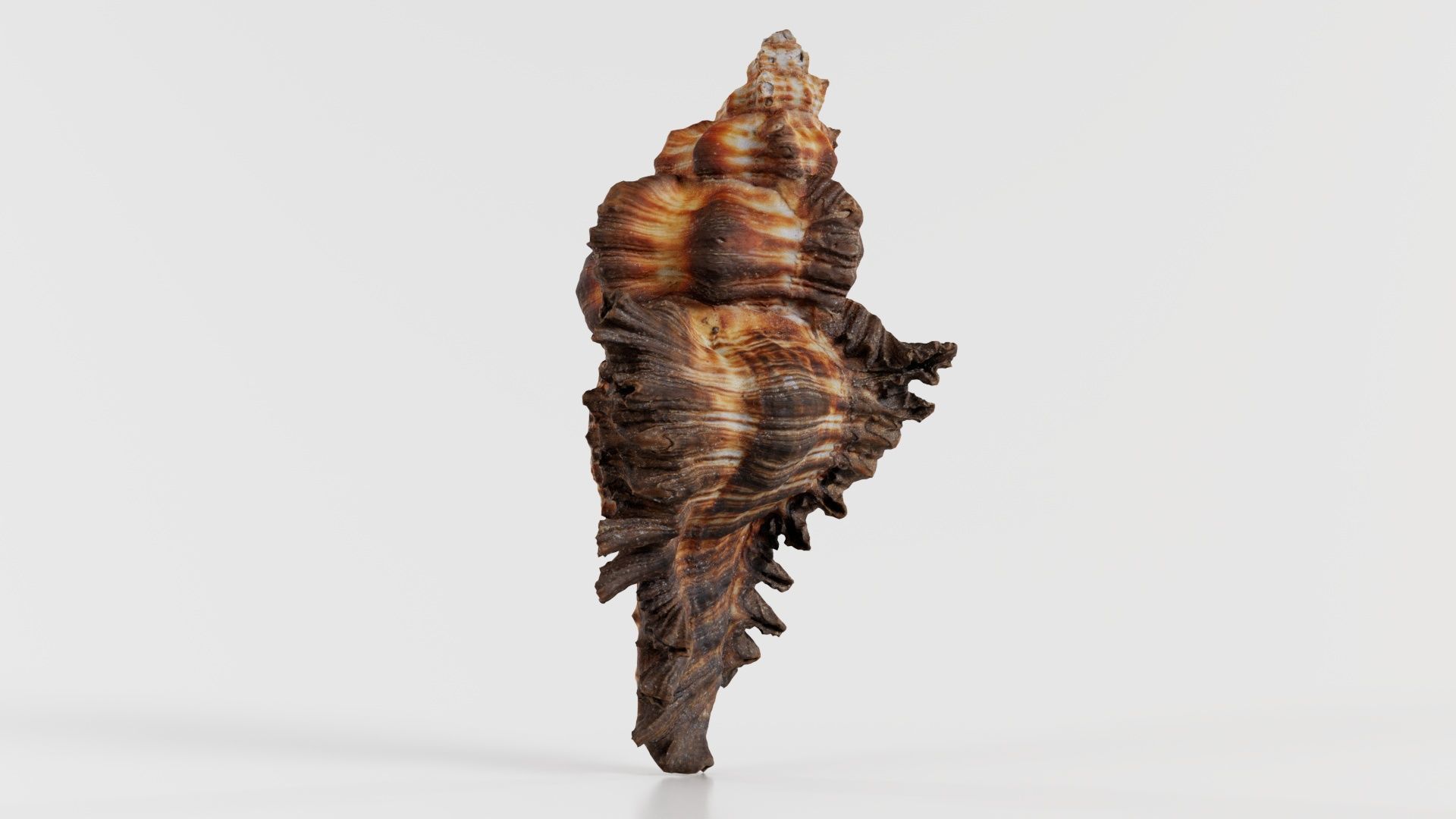 Chicoreus Banksii Brown Mollusk Sea Shell Low-poly 3D model_6