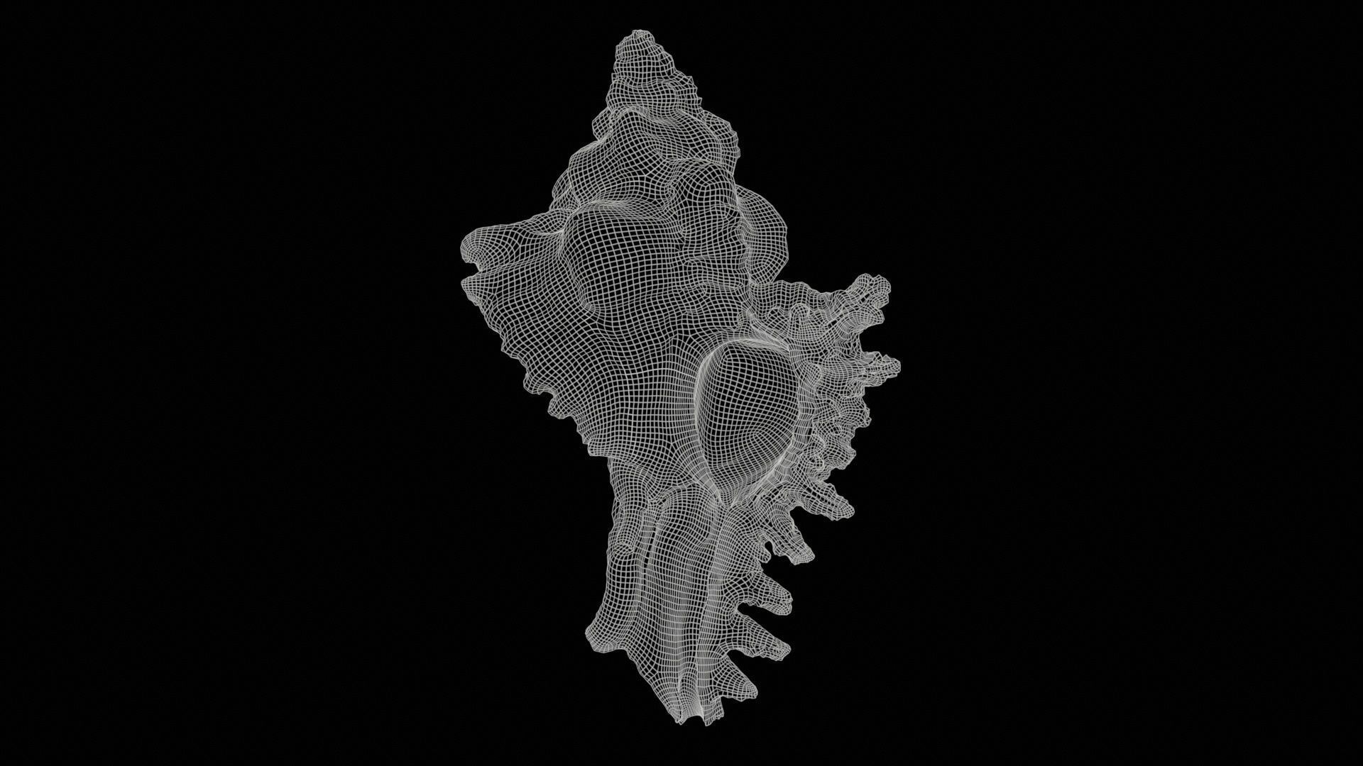 Chicoreus Banksii Brown Mollusk Sea Shell Low-poly 3D model_11