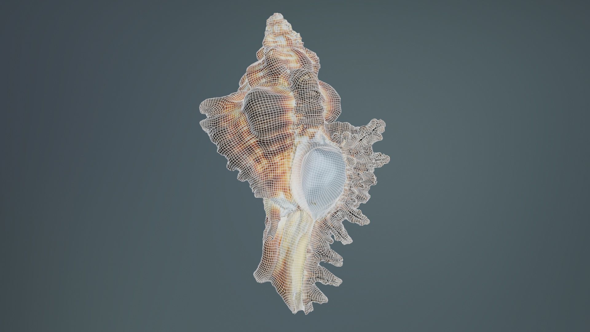 Chicoreus Banksii Brown Mollusk Sea Shell Low-poly 3D model_9