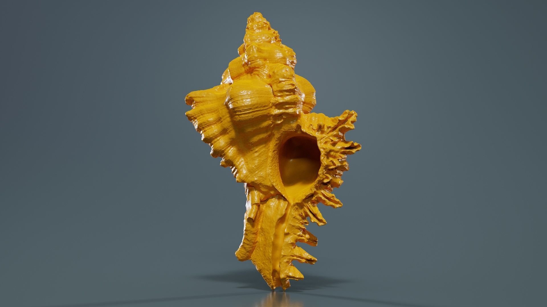 Chicoreus Banksii Brown Mollusk Sea Shell Low-poly 3D model_12
