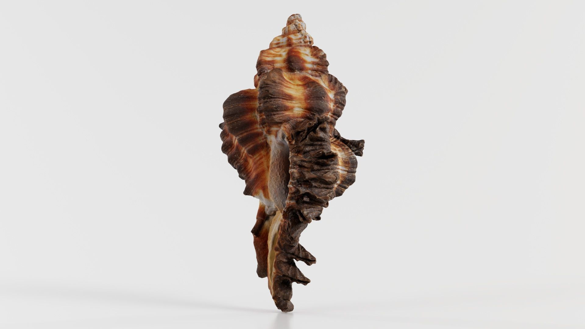 Chicoreus Banksii Brown Mollusk Sea Shell Low-poly 3D model_2