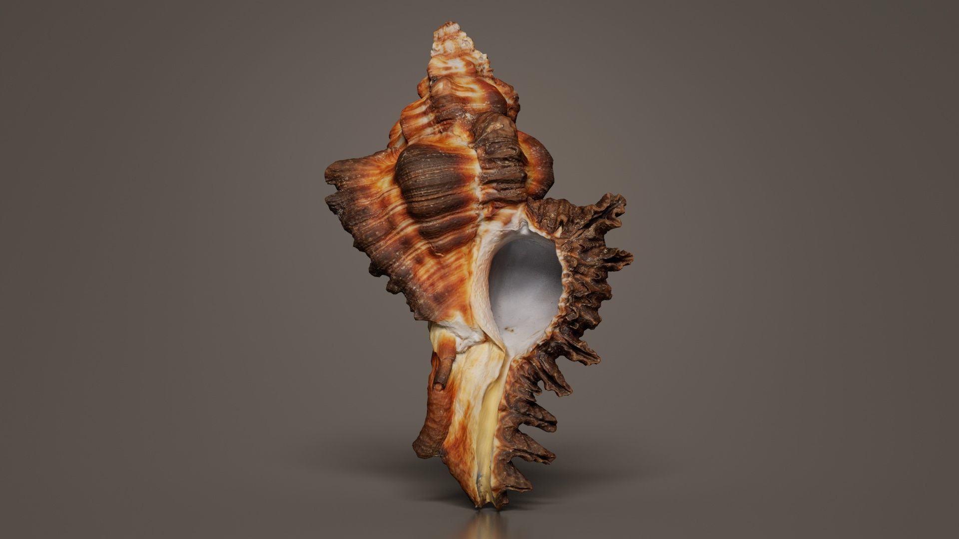 Chicoreus Banksii Brown Mollusk Sea Shell Low-poly 3D model_3