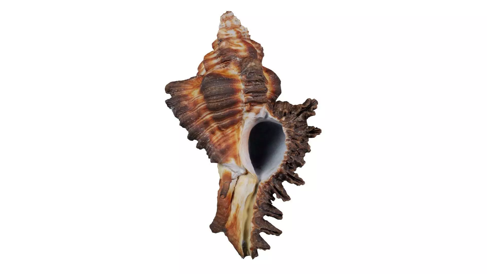 Chicoreus Banksii Brown Mollusk Sea Shell Low-poly 3D model_0