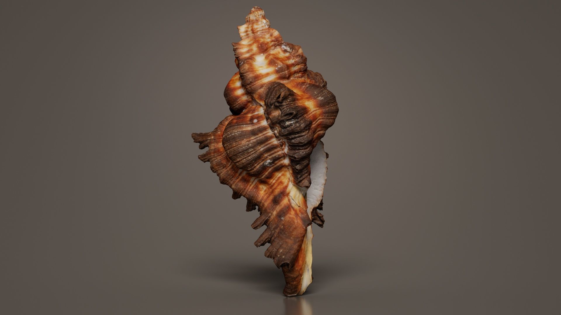 Chicoreus Banksii Brown Mollusk Sea Shell Low-poly 3D model_7