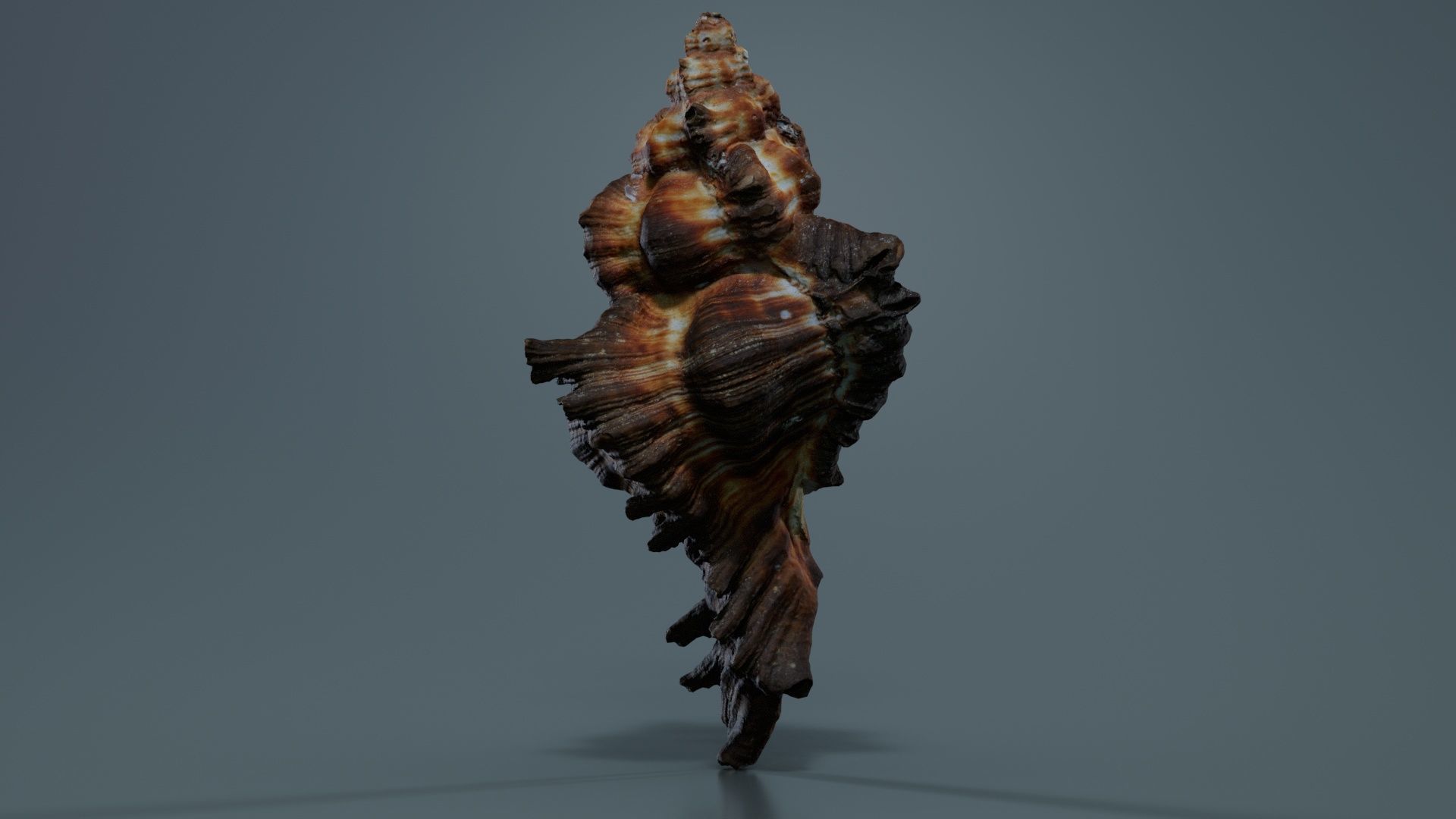 Chicoreus Banksii Brown Mollusk Sea Shell Low-poly 3D model_4