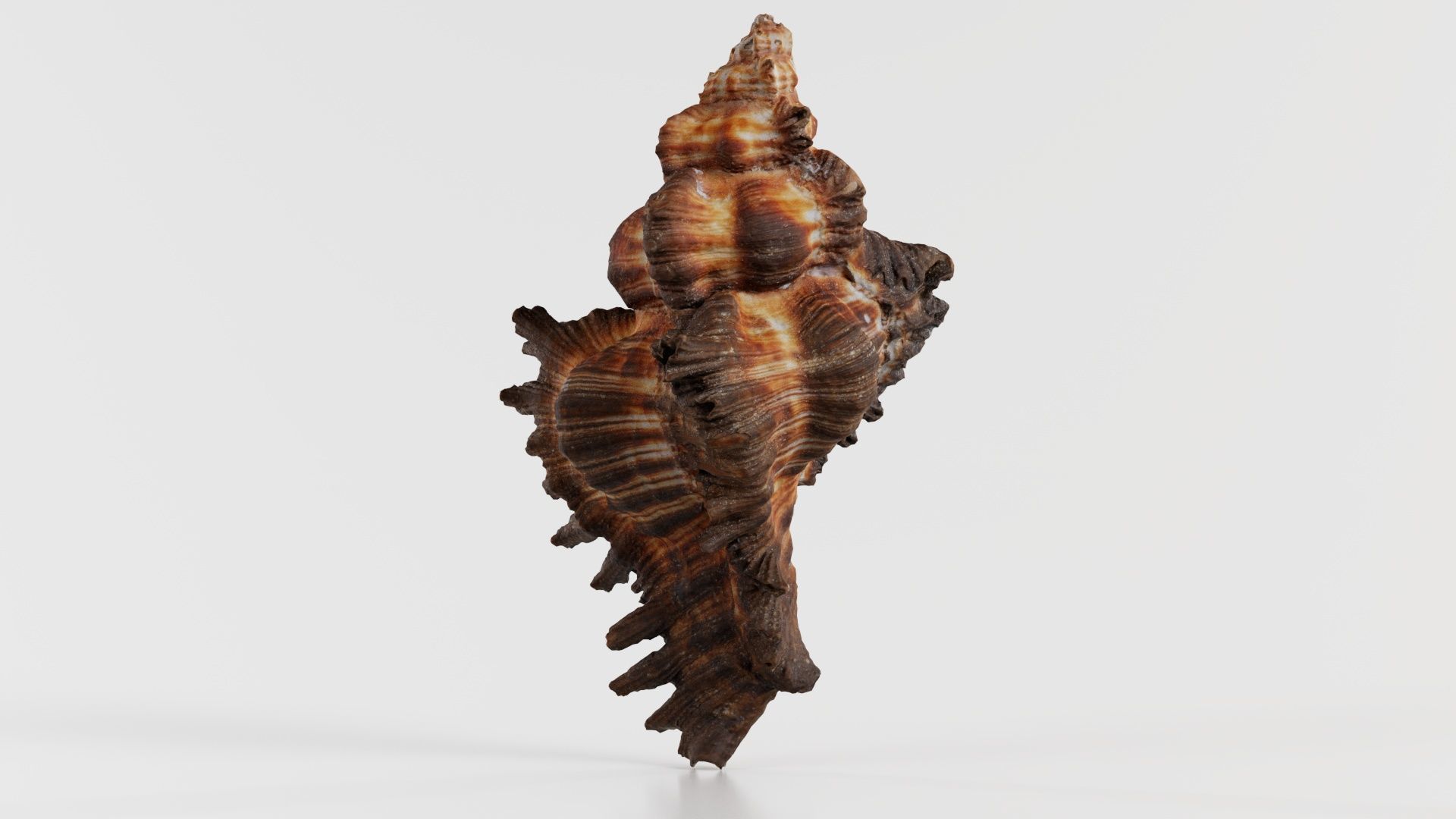 Chicoreus Banksii Brown Mollusk Sea Shell Low-poly 3D model_1
