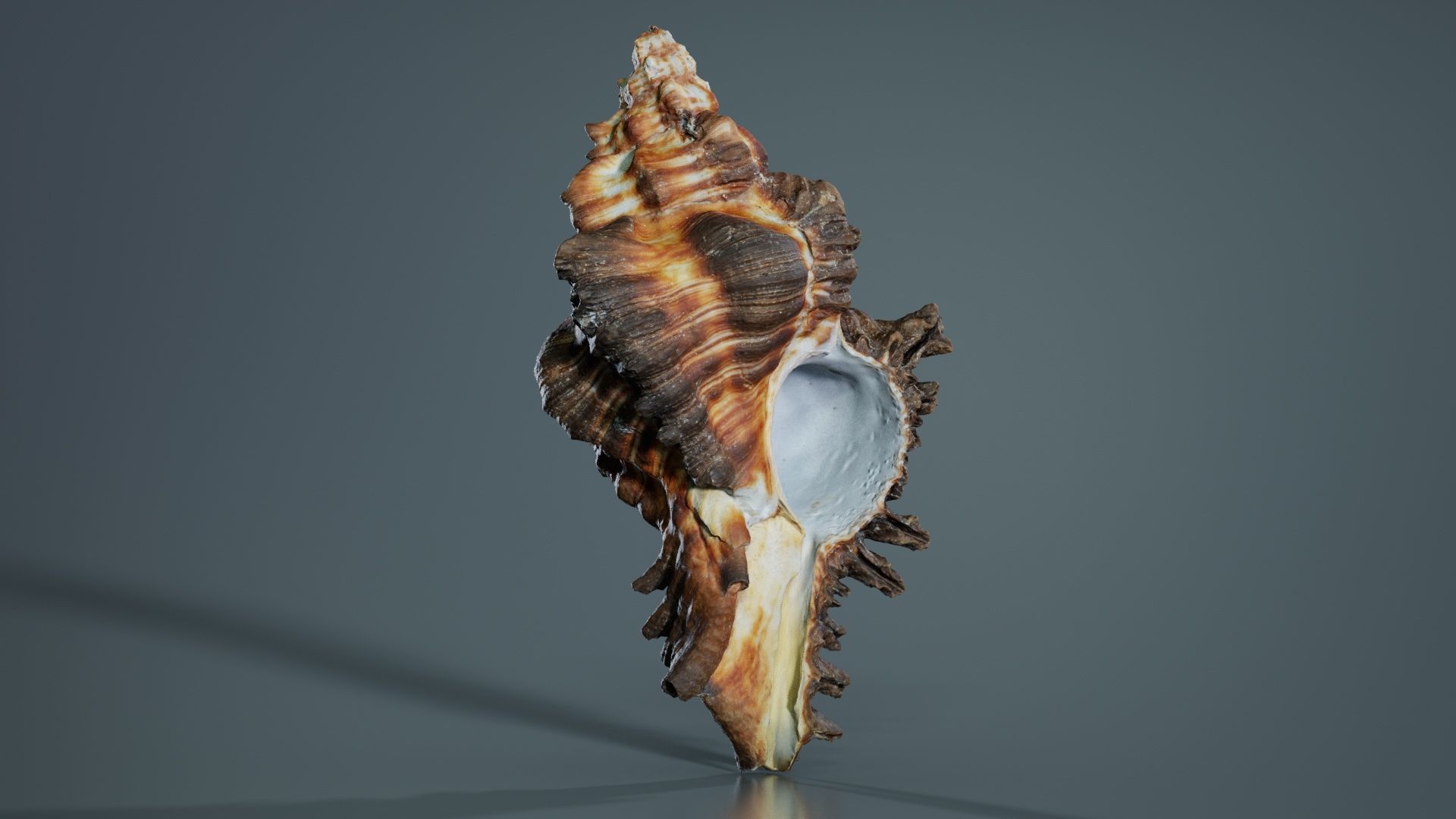Chicoreus Banksii Brown Mollusk Sea Shell Low-poly 3D model_8