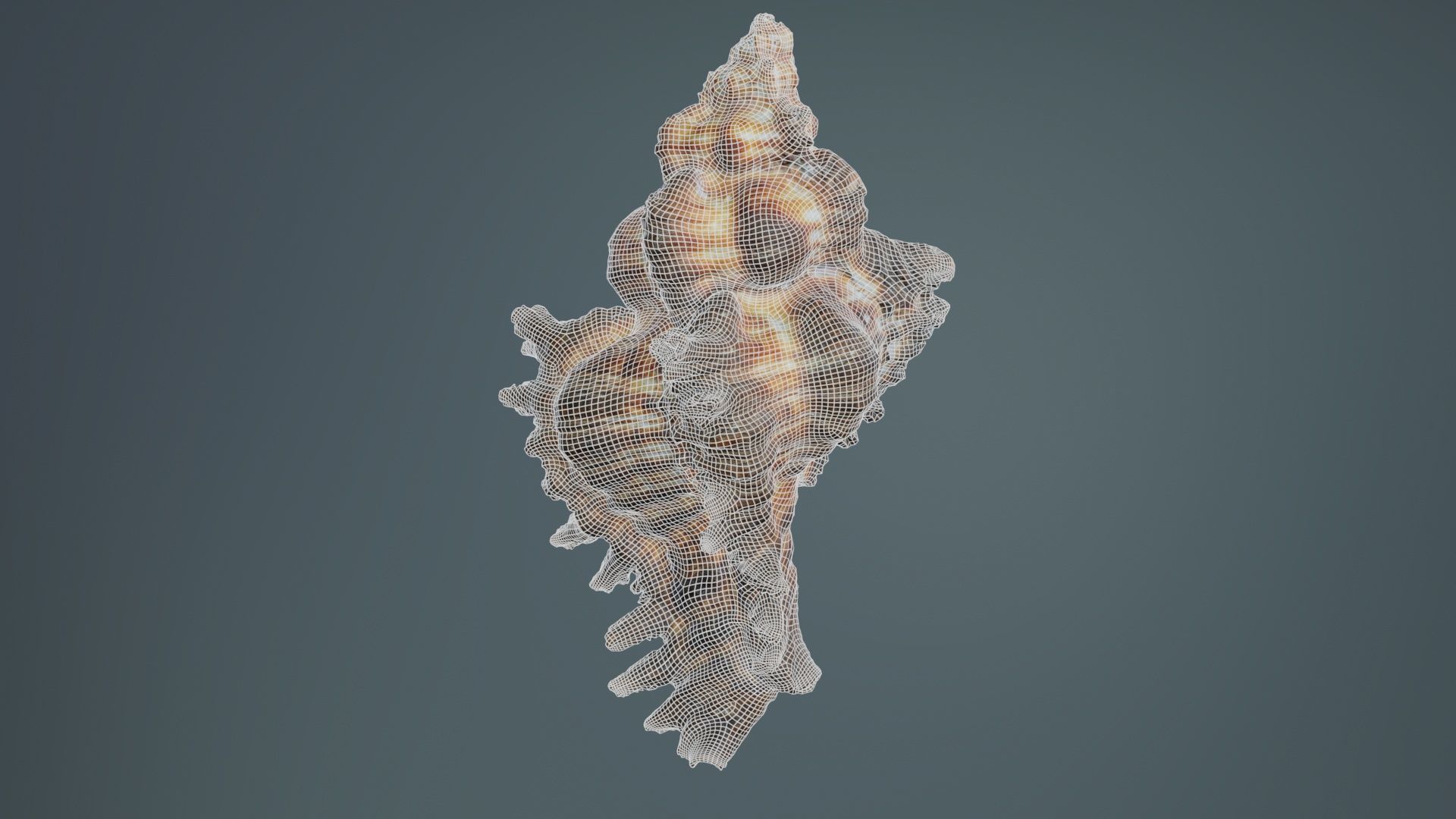 Chicoreus Banksii Brown Mollusk Sea Shell Low-poly 3D model_10