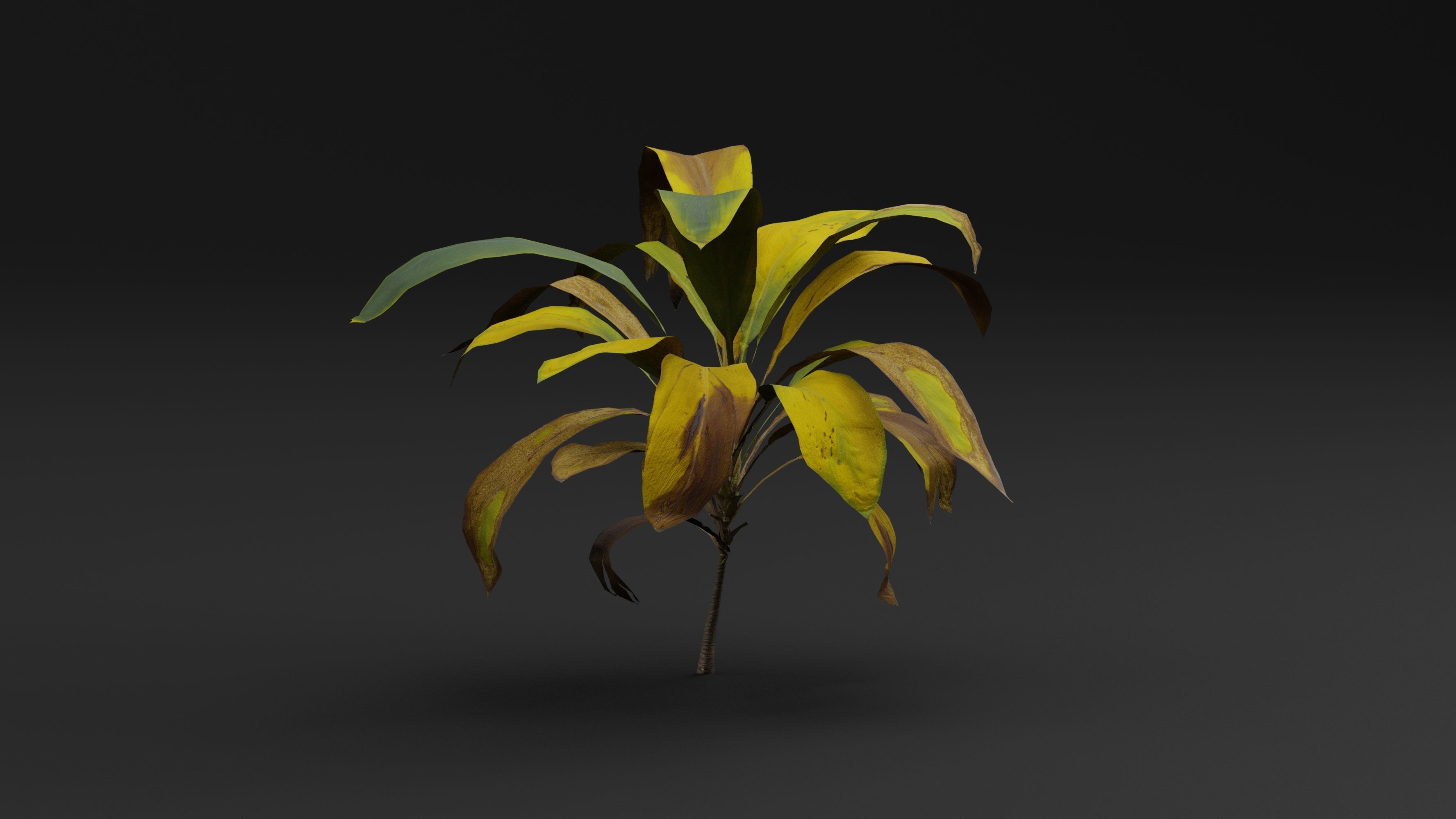 Cordyline 3D model