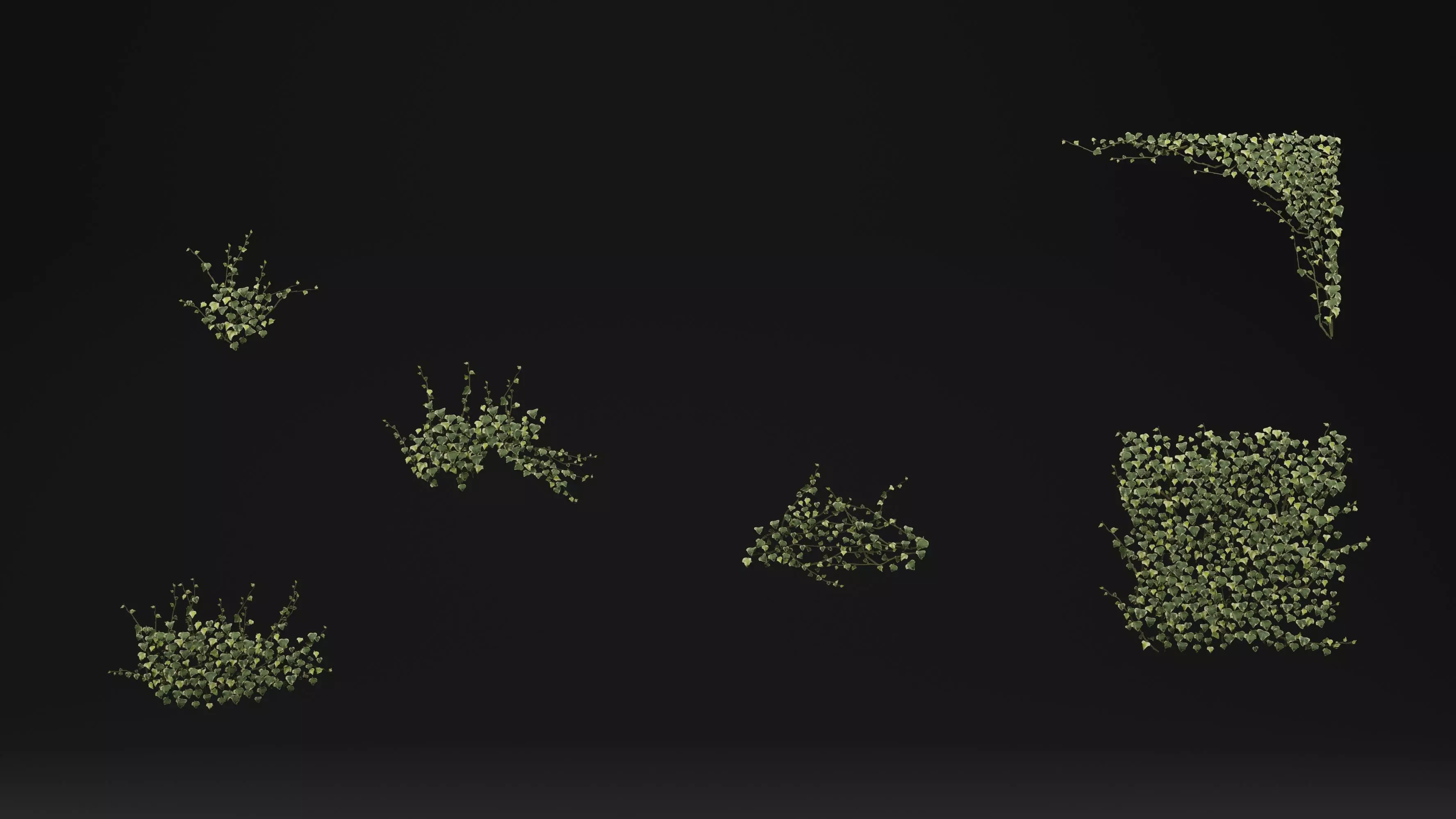 Common ivy Free 3D model
