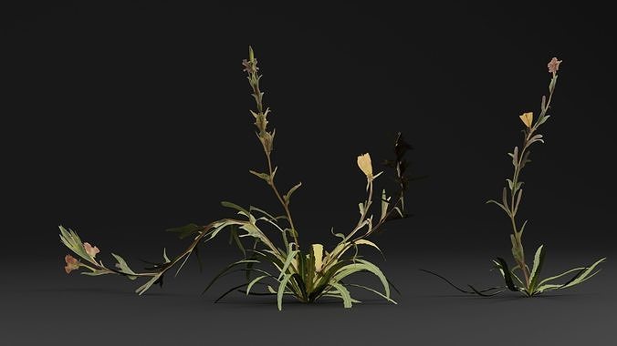 Common evening-primrose