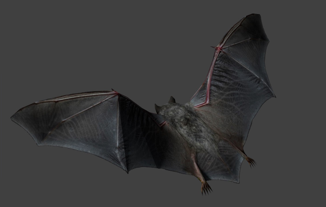 Animated low poly bat Low-poly 3D model_3
