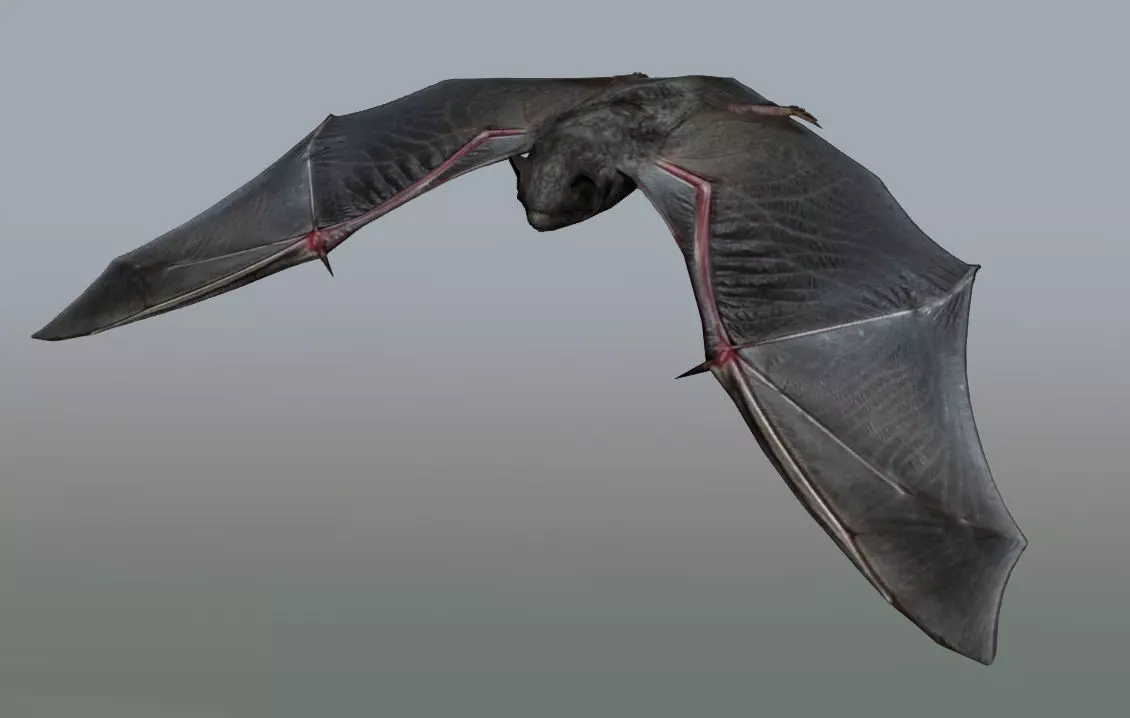 Animated low poly bat Low-poly 3D model_0