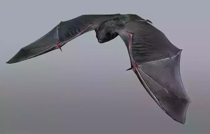 Animated low poly bat Low-poly 3D model