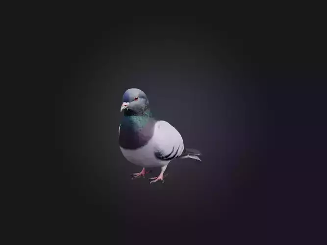 Pigeon Animated and Rigged Model 3D model