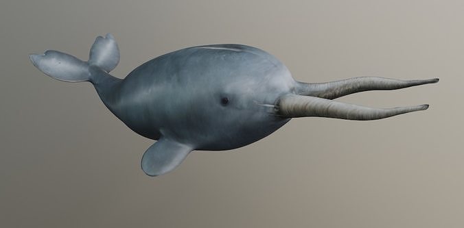 Narwhal with two tusks 3D model